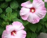 Hibiscus!