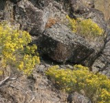 Gutierrezia and Basalt