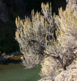 Great Basin Big Sagebrush