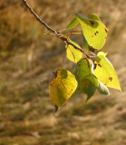 Aspen Leaves