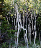 Snow-bent Aspens