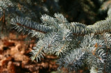 Colorado Blue Spruce