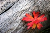 Geranium Leaf in Inman Canyon