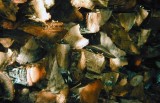 Woodpile