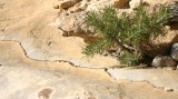 Pinyon in Capitol Reef