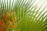 Fronds in Ethel M's Garden