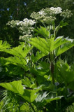 Cow Parsnip