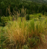 Great Basin Wild-rye