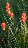 Paintbrush Greets Sunrise