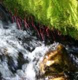 Red Roots