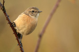 Roodborsttapuit - Saxicola torquata