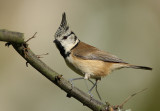 Crested tit - Parus cristatus