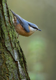 Nuthatch - Sitta europaea