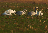 Bewick's swan - Cygnus bewickii