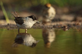 Blackap - Sylvia atricapilla