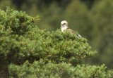 Short-toed eagle - Circaeetus gallicus, GSV Brecht