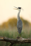 Grey Heron - Blauwe Reiger