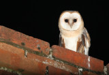 Barn Owl - Kerkuil