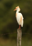 Cattle Egret - Koereiger