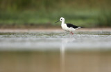 Black-Winged Stilt - Steltkluut