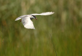Whiskered Tern - Witwangstern