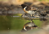 Stonechat - Roodborsttapuit