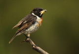 Stonechat - Roodborsttapuit