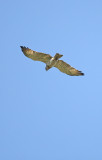 Short-toed Eagle - Slangenarend, Brecht GSV, 24/07/2010