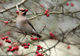 Bohemian Waxwing - Pestvogel