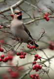 Bohemian Waxwing - Pestvogel