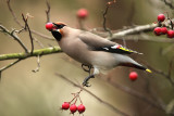 Bohemian Waxwing - Pestvogel