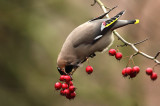 Bohemian Waxwing - Pestvogel