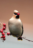 Bohemian Waxwing - Pestvogel