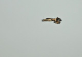 Rough-legged Buzzard - Ruigpootbuizerd, Kalmthout 040111