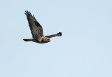 Rough-legged Buzzard - Ruigpootbuizerd, Kalmthout 040111