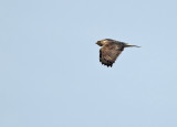 Rough-legged Buzzard - Ruigpootbuizerd, Kalmthout 040111