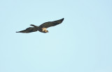 Rough-legged Buzzard - Ruigpootbuizerd, Kalmthout 050111