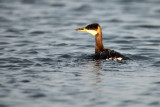 Red-necked Grebe - Roodhalsfuut