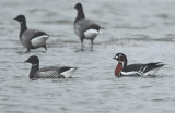 Roodhalsgans - Red-breasted Goose