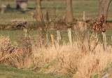 Rough-legged Buzzard - Ruigpootbuizerd, Kalmthout 280111