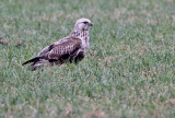 Rough-legged Buzzard - Ruigpootbuizerd (NL)