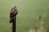 Rough-legged Buzzard - Ruigpootbuizerd (NL)