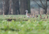 GroteTrap - Great Bustard - Lebbeke (O-Vl) 13/02/2011