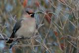 Waxwing - Bombycilla garrulus