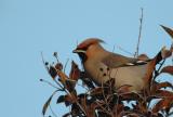 Waxwing - Bombycilla garrulus