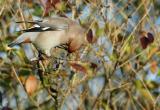 Waxwing - Bombycilla garrulus
