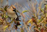 Waxwing - Bombycilla garrulus