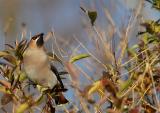 Waxwing - Bombycilla garrulus