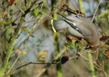 Waxwing - Bombycilla garrulus
