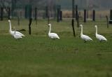 Bewick's, Whooper Swan - Cygnus bewickii - cygnus